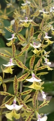 Epidendrum stamfordianum image