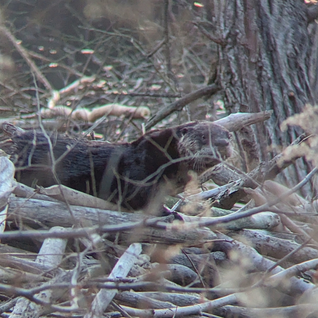 North American River Otter From Toronto ON M6R Canada On December 15   Large 