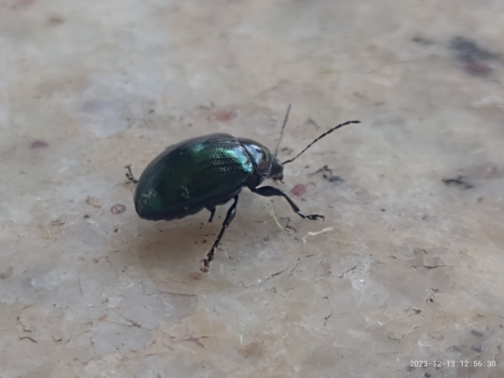 eumolpinae-from-colinas-da-anhanguera-on-december-13-2023-at-12-56-pm