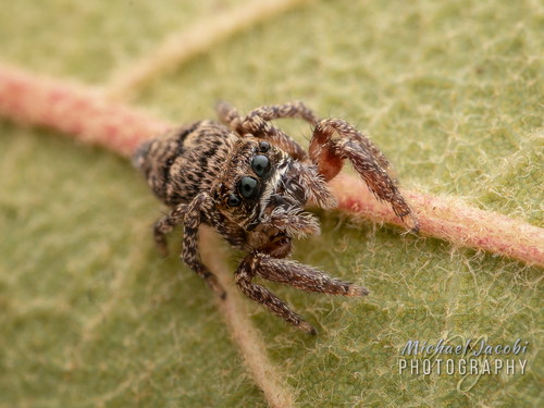 Habronattus geronimoi