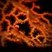 Observation photo