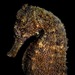 Observation photo