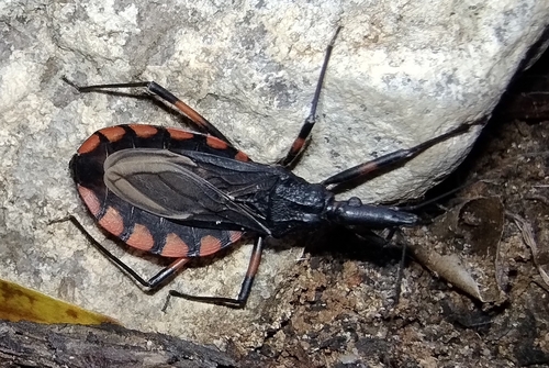 Triatoma sherlocki