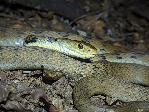 Rough-scaled Snake sighting