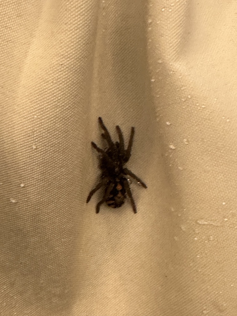 pumpkin-patch-tarantula-from-ci-naga-de-la-virgen-cartagena-bol-var
