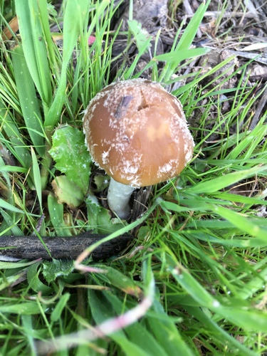 iNaturalist observation photo of Pale Brittlestem