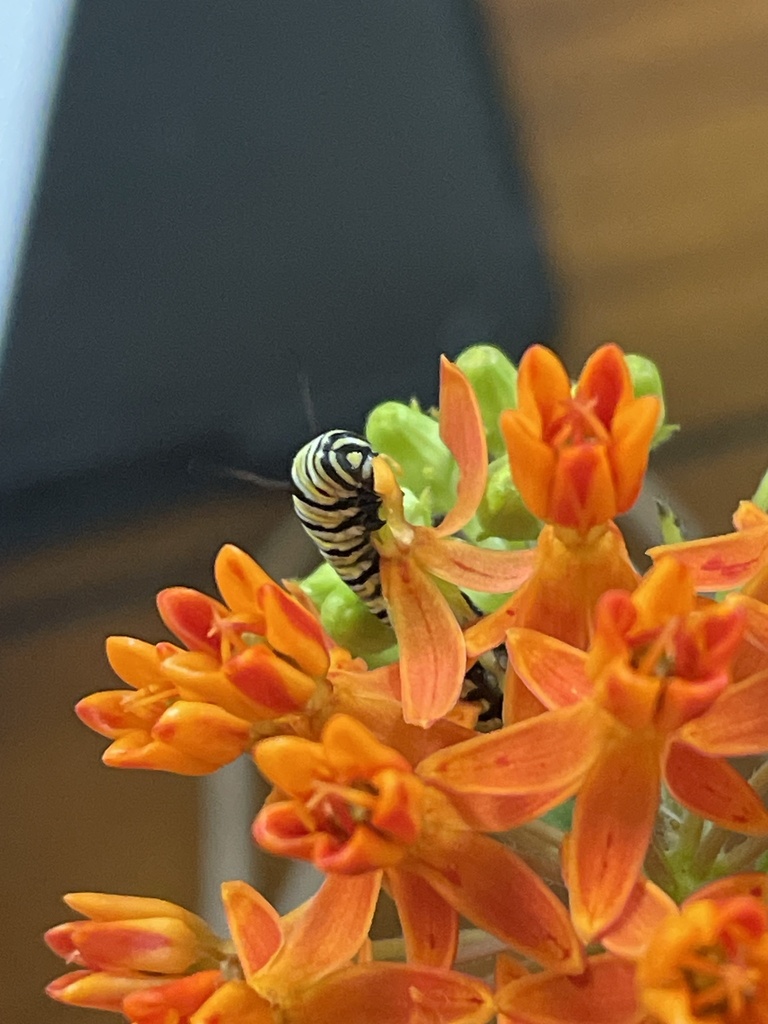 monarch-from-w-17th-st-cookeville-tn-us-on-june-12-2023-at-04-08-pm
