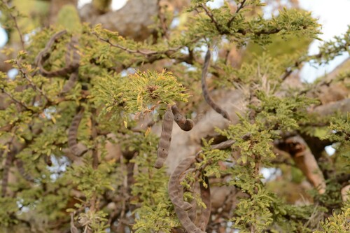Schaffner's acacia