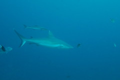 Grey reef shark