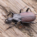 Pterostichus interruptus - Photo (c) Zhongqi Wang, todos los derechos reservados, subido por Zhongqi Wang