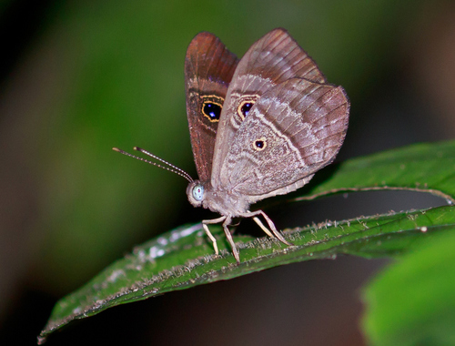 Purple-washed Eyed-Metalmark
