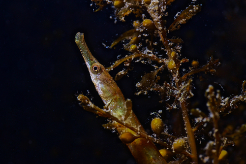 Kelp Pipefish