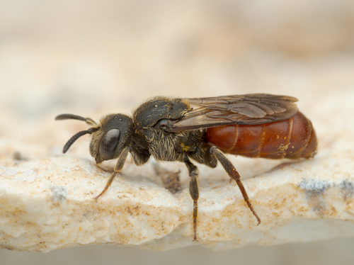Paradioxys pannonicus · iNaturalist
