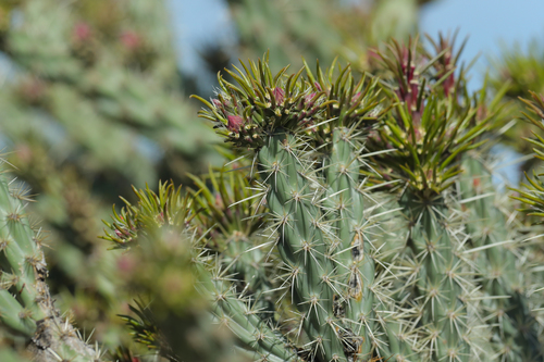 Buckhorn Cholla