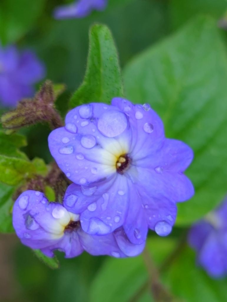 Jamaican forget-me-not (Browallia americana) · iNaturalist