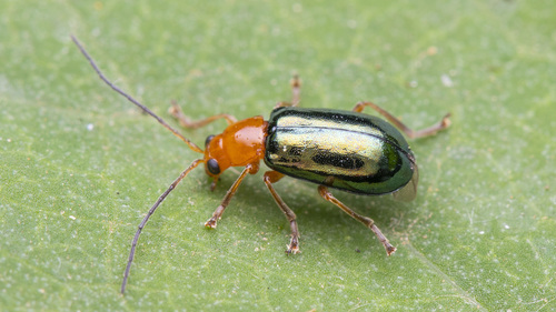 Cneorane violaceipennis