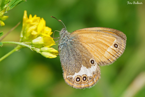 Coenonympha arcania