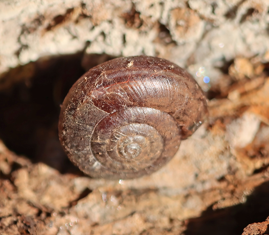 Shoulderband Snails from Santa Cruz County, CA, USA on November 27