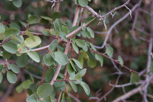 Utah Serviceberry foliage