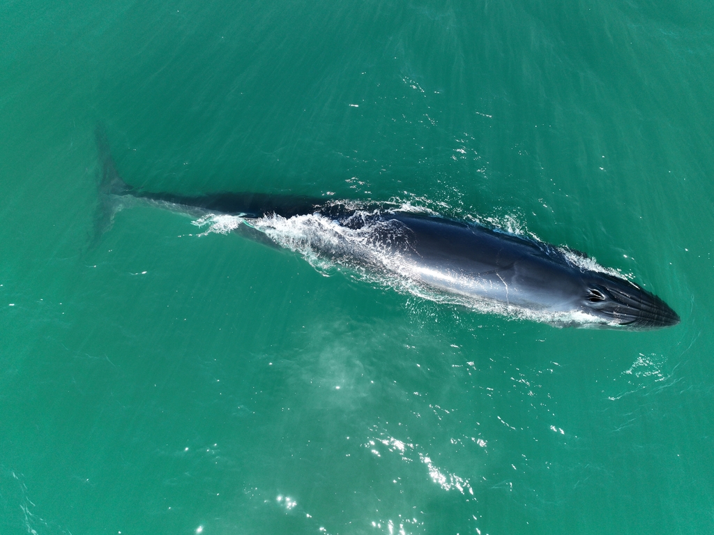 Bryde's Whale on March 17, 2023 at 12:02 PM by Sea Shepherd ...