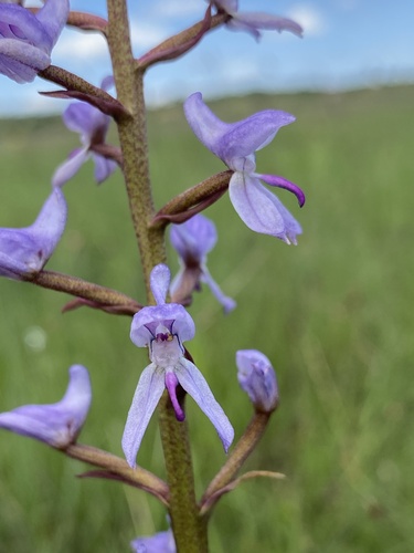 Disa equestris