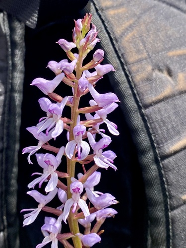 Wolfsbane Disa