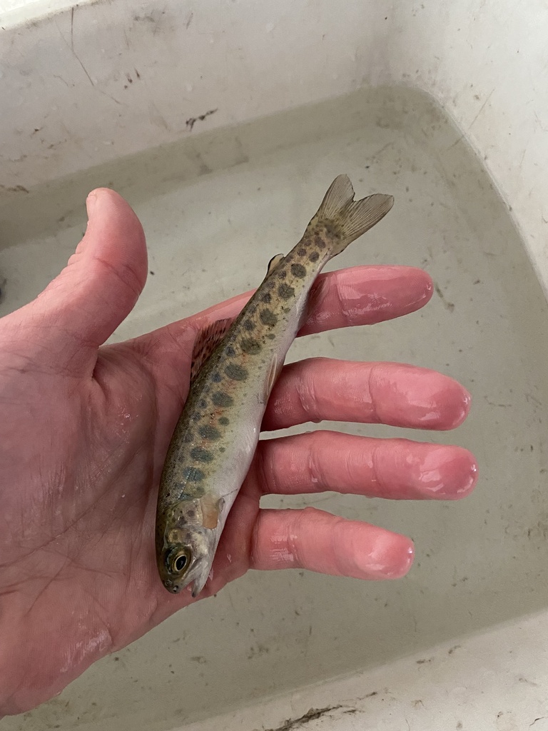 Rainbow Trout from Fish Creek, Kooskia, ID, US on April 16, 2023 at 09