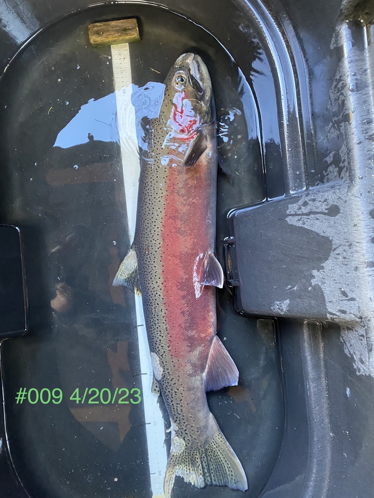 Rainbow Trout from Fish Creek, Kooskia, ID, US on April 20, 2023 at 07