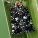 Lophopidae - Photo (c) Amizyo Hairie, כל הזכויות שמורות, הועלה על ידי Amizyo Hairie