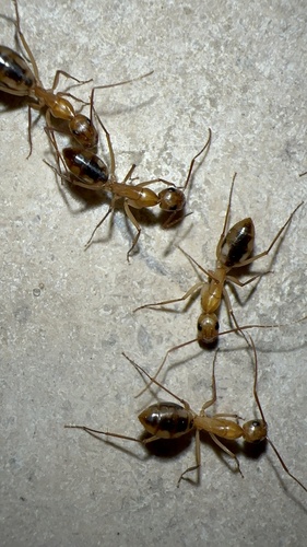 Egyptian Carpenter Ant