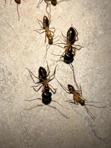 Egyptian Carpenter Ant