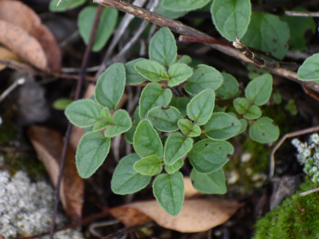 Oregano from Oledo, 6060, Portugal on December 13, 2023 at 0248 PM by