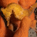 Observation photo