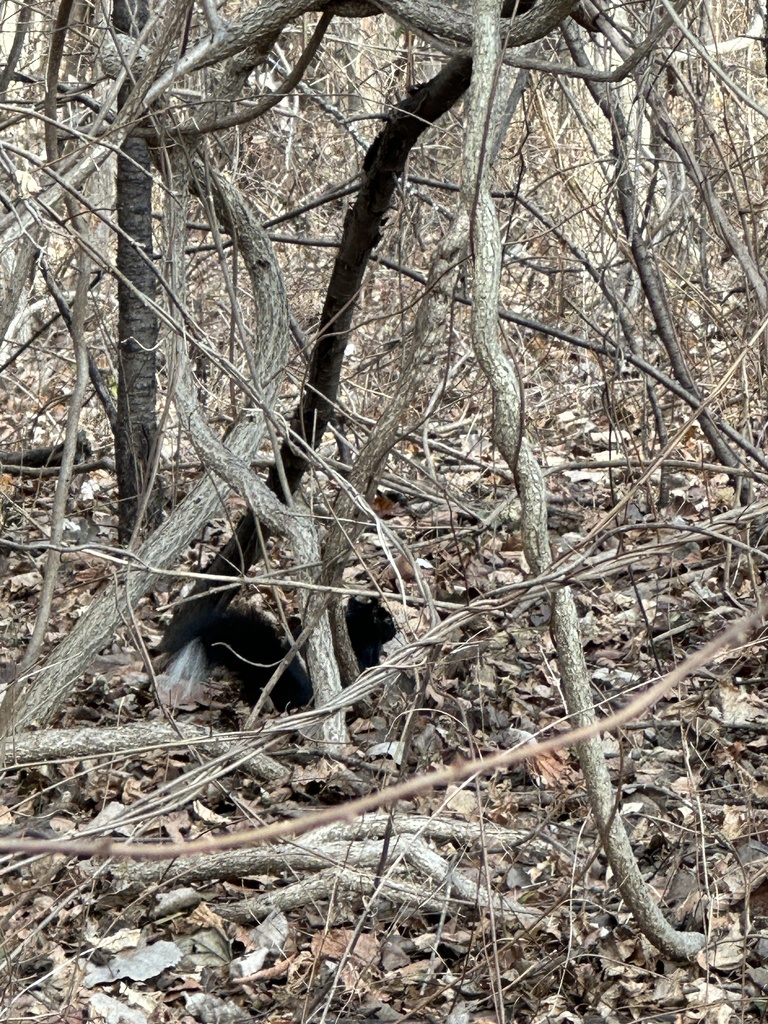 Eastern Gray Squirrel from Wakefield Dr, Troy, MI, US on December 9