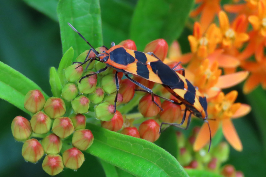 Large Milkweed Bug from Ellicott City, MD, USA on June 21, 2020 at 09: ...