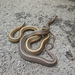 Short-headed Garter Snake - Photo (c) brandonh1, all rights reserved, uploaded by brandonh1