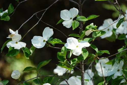 Subgenus Cynoxylon · iNaturalist