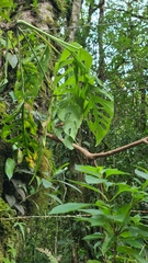 Monstera adansonii image