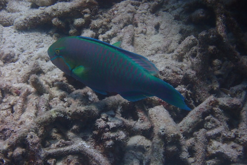 Greenhead Parrotfish — seen at this dive site