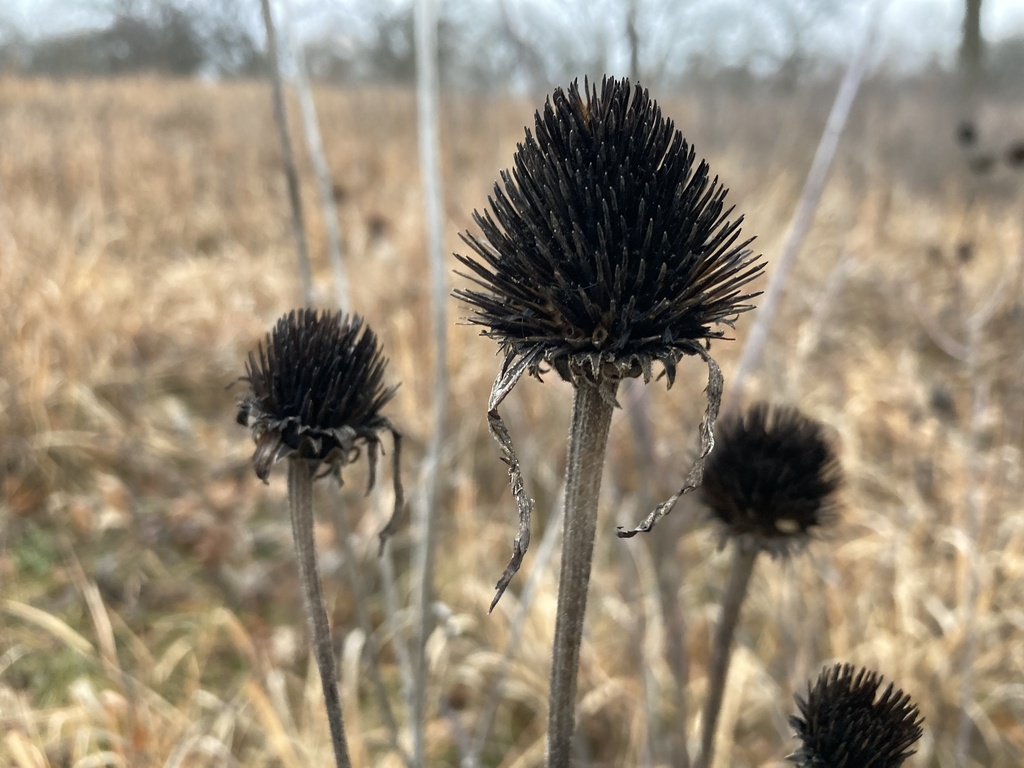 coneflowers from Quarry Hill Nature Center, Rochester, MN, US on