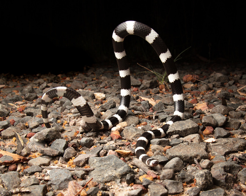 Eastern Bandy Bandy sighting