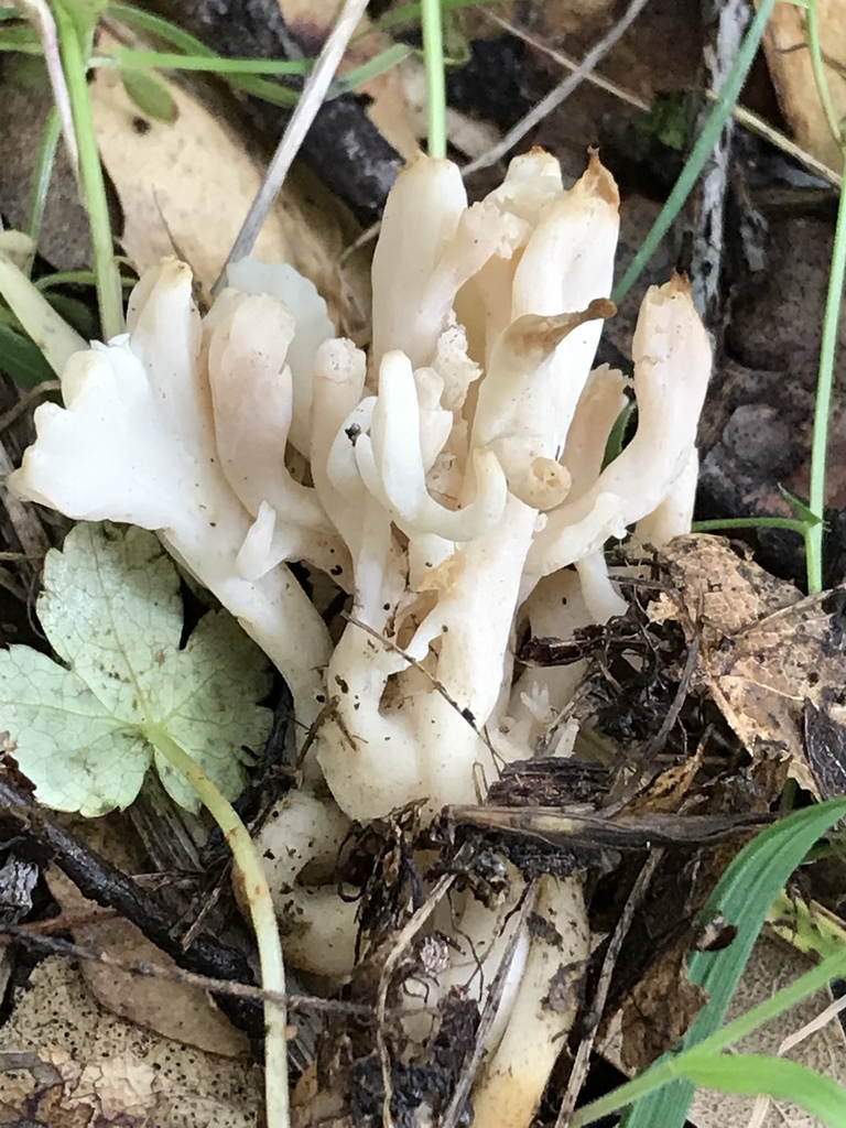 Wrinkled Club Fungus Clavulina Rugosa Inaturalist