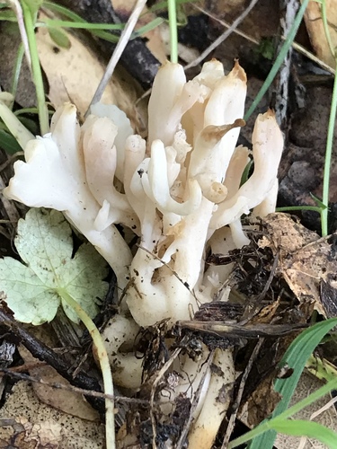 wrinkled club fungus