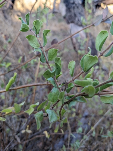 Southern honeysuckle foliage