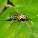 Sphelodon phoxopteridis - Photo (c) Joseph Connors, all rights reserved, uploaded by Joseph Connors