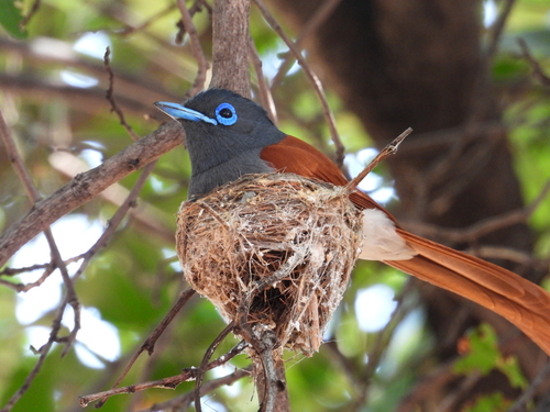 African Paradise-Flycatcher