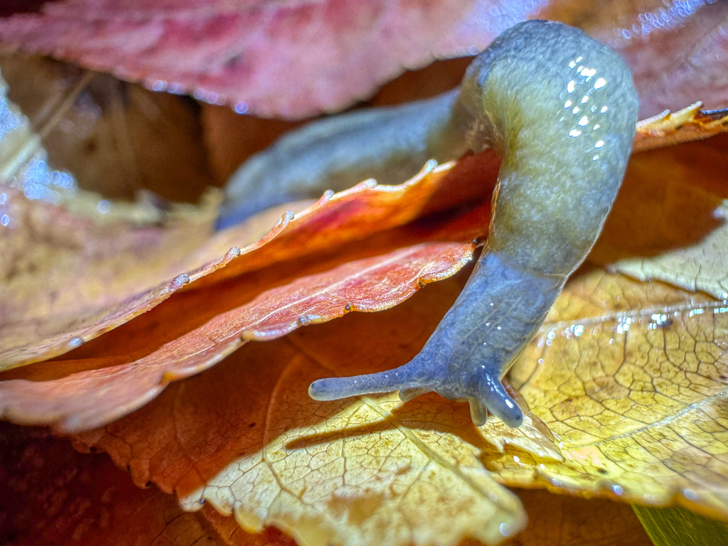 Greenhouse Slug from Garrison Park, Austin, TX 78745, USA on December