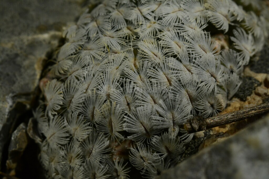Mammillaria sanchez-mejoradae  iNaturalist