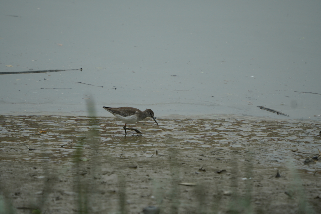 Shanks, Tattlers, and Allies from 香港元朗 on December 17, 2023 at 1051 AM