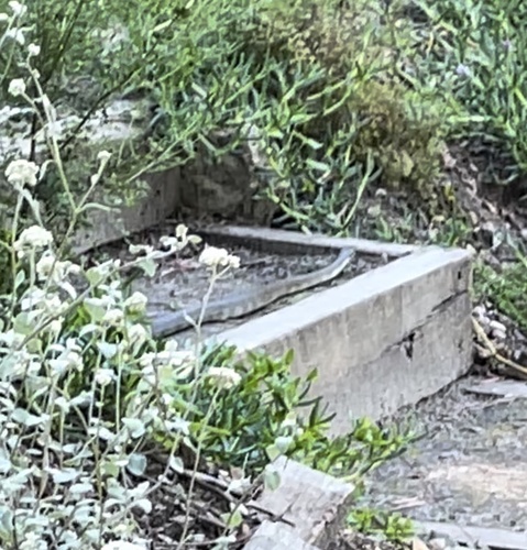 Tiger Snake sighting